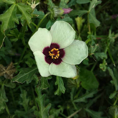 Hibiscus Trionum Seeds - Flower Plant