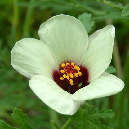 Hibiscus Trionum Seeds - Flower Plant