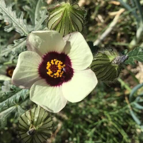 Hibiscus Trionum Seeds - Flower Plant