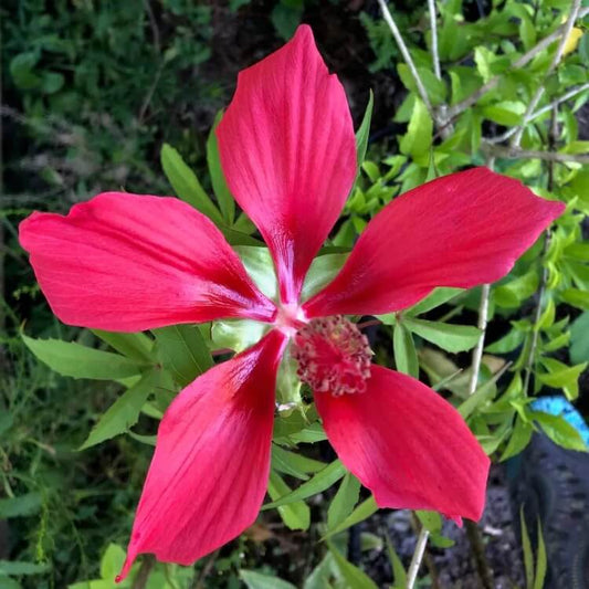 Hibiscus coccineus Texas Star seeds