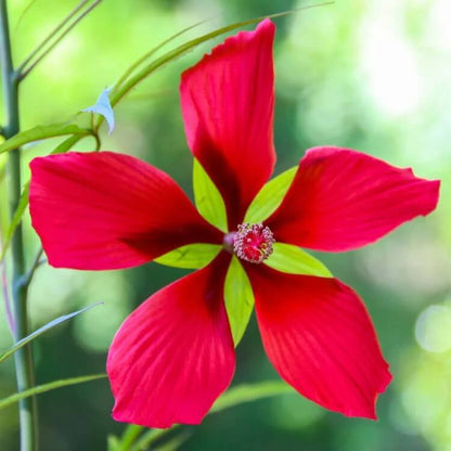 Hibiscus coccineus Texas Star seeds
