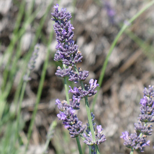 Hidcote Giant Lavender Seeds - Heirloom Flower Plant for Home Gardens