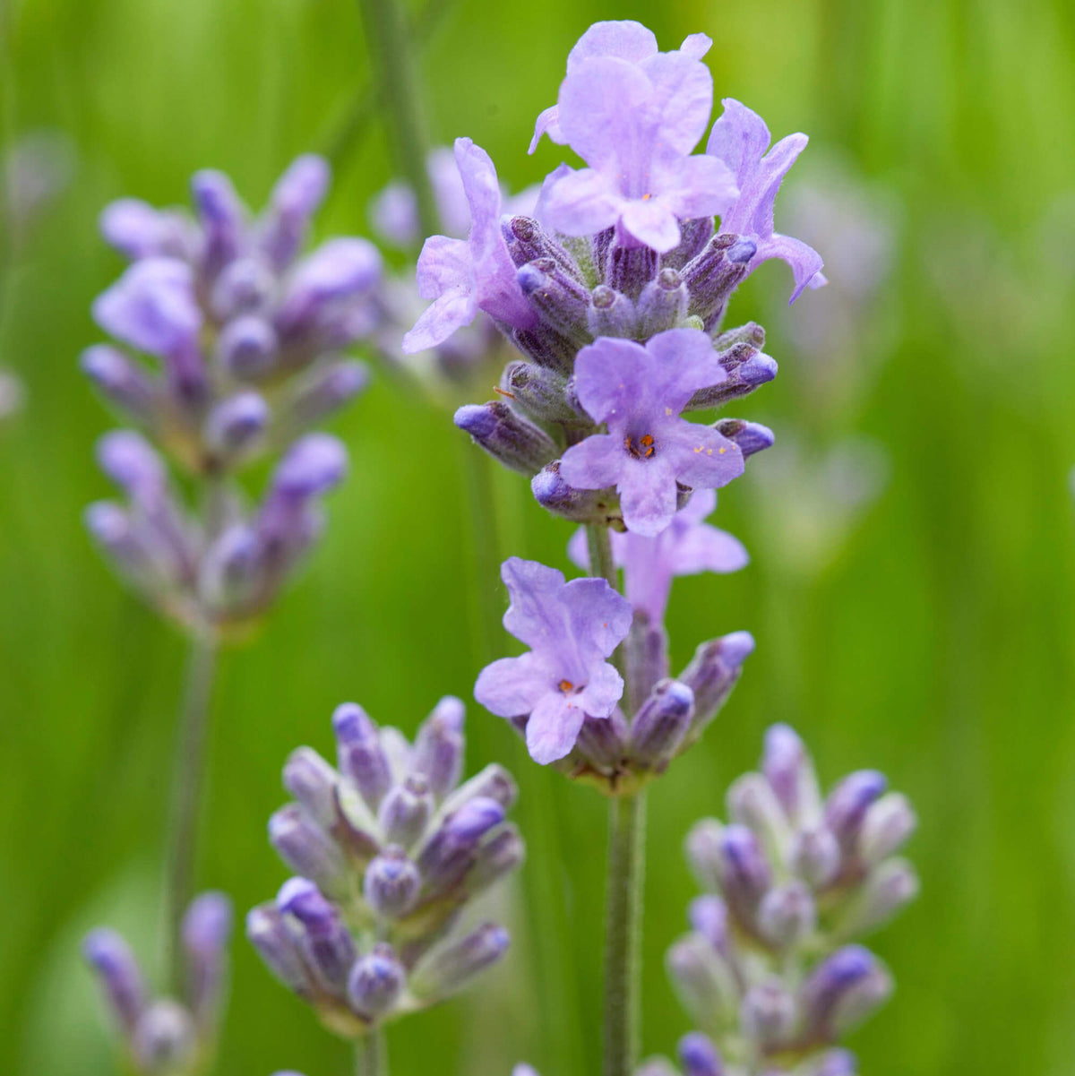 Hidcote Giant Lavender Seeds - Heirloom Flower Plant for Home Gardens