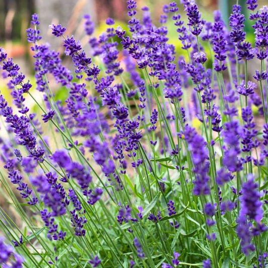 Hidcote Lavender Seeds - Flower Plant