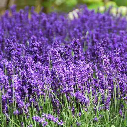 Hidcote Lavender Seeds - Flower Plant