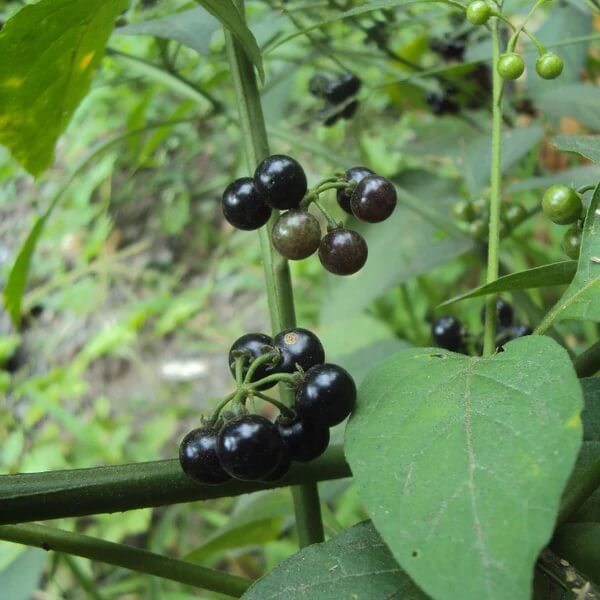 Hierba Mora Seeds 