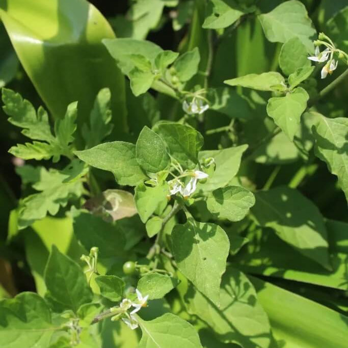 Hierba Mora Seeds