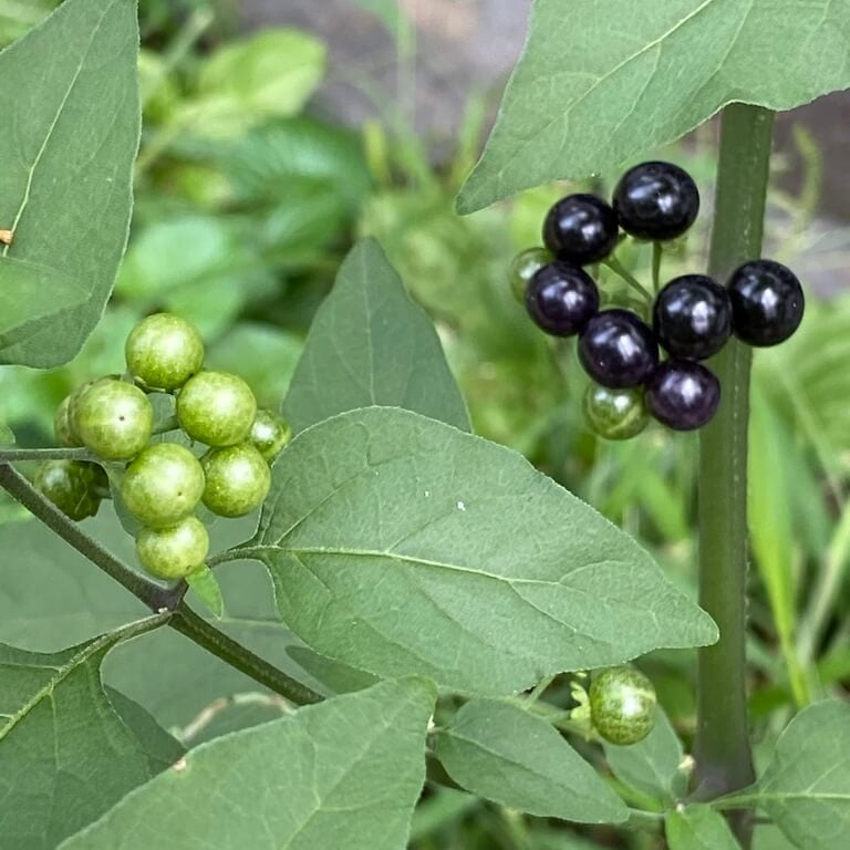 Hierba Mora Seeds