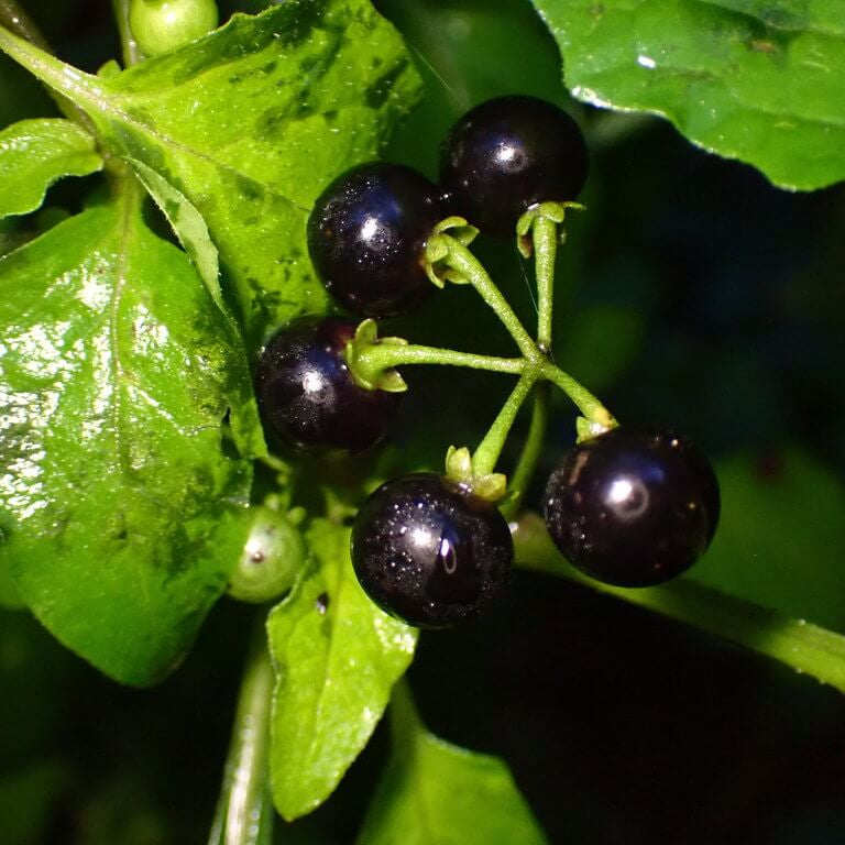 Hierba Mora Seeds