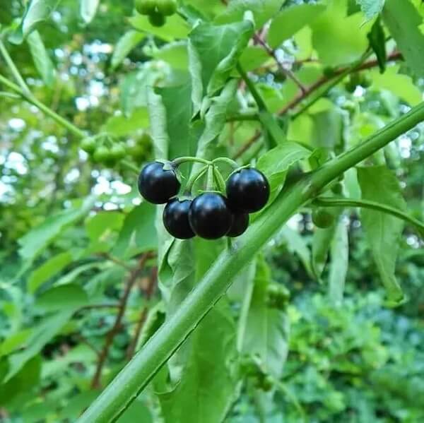 Hierba Mora Seeds 