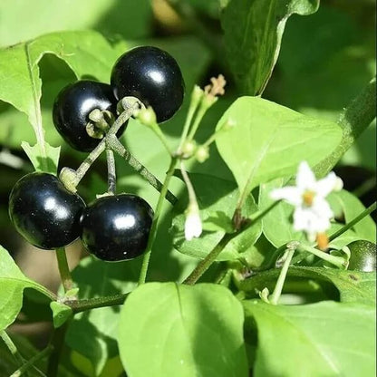 Hierba Mora Seeds 