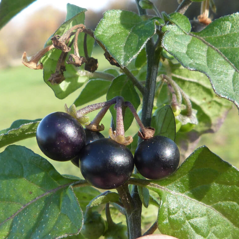 Hierba Mora Seeds For Planting 