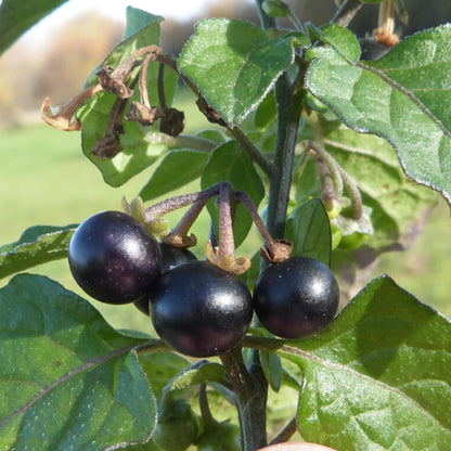 Hierba Mora Seeds For Planting 