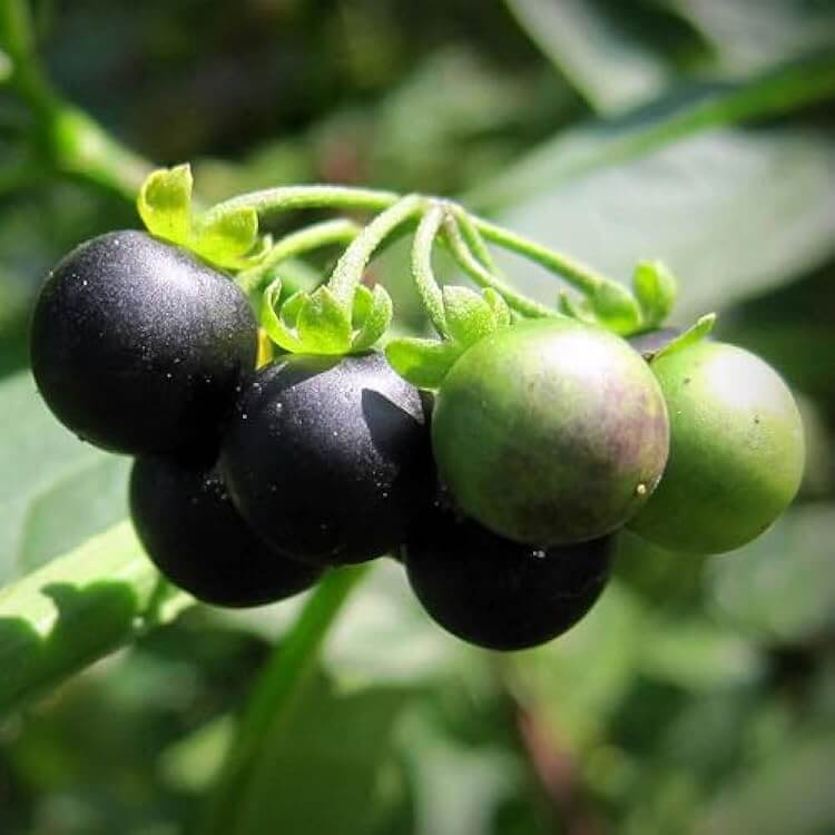 Hierba Mora Seeds For Planting 