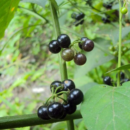 Hierba mora seeds for planting