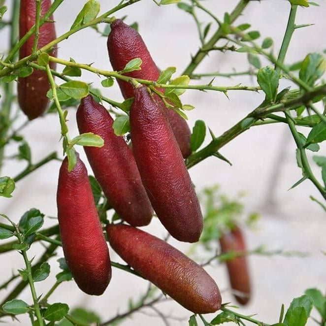High Quality Finger Lime Seeds - Fruit Plant
