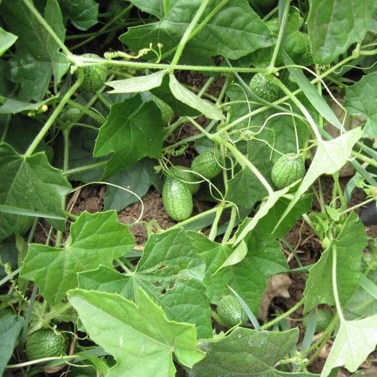 High Yield Cucamelon Seeds