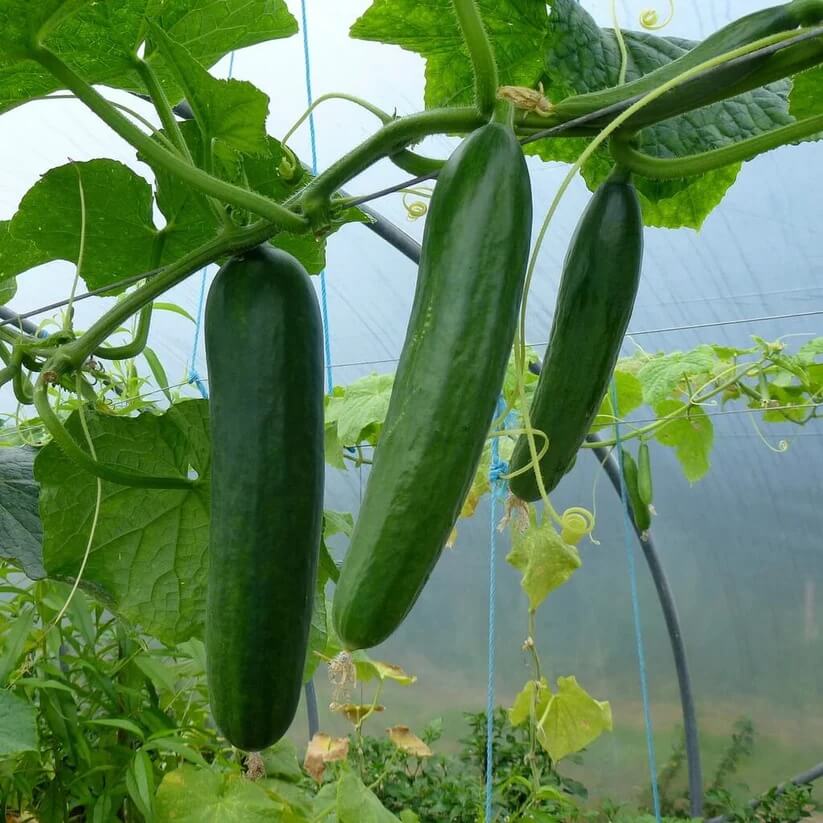 High Yield Cucumber Seeds