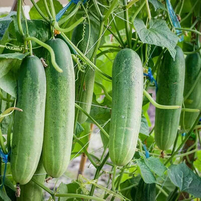 High Yield Cucumber Seeds