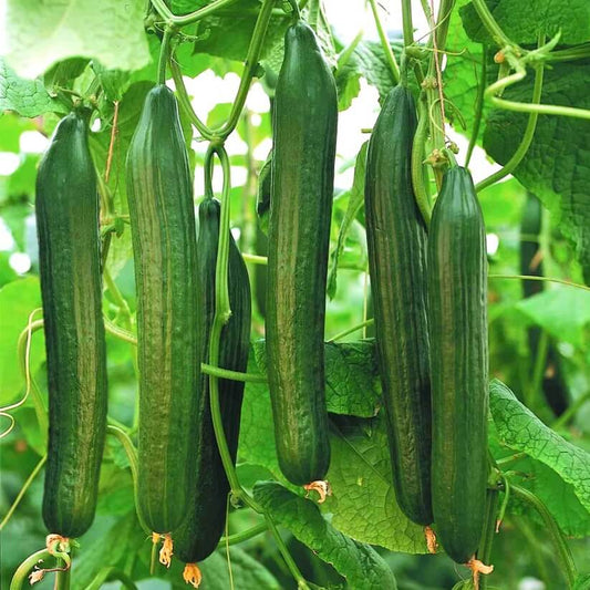 High Yield Cucumber Seeds