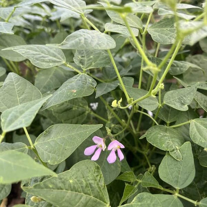 High Yield Drought Bean Seeds 