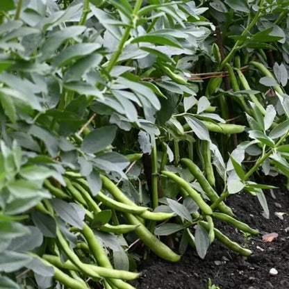 High Yield Drought Bean Seeds 