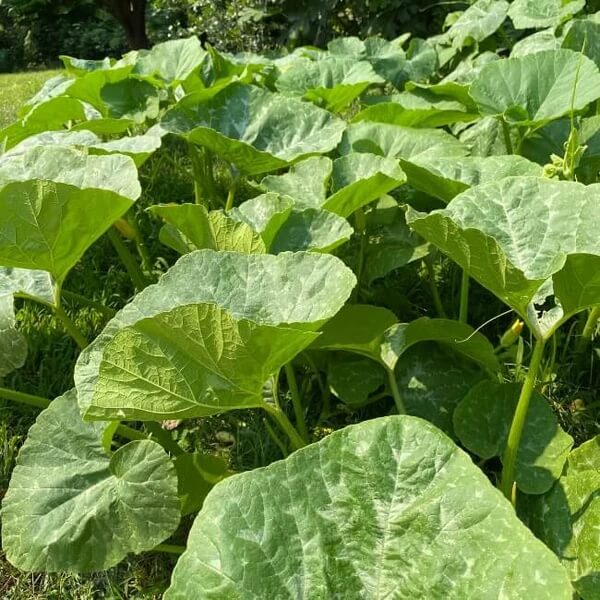 High Yield Winter Squash Seeds