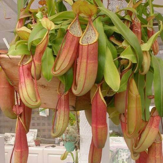 Highland Nepenthes Seeds 