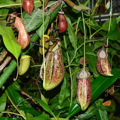 Highland Nepenthes Seeds 