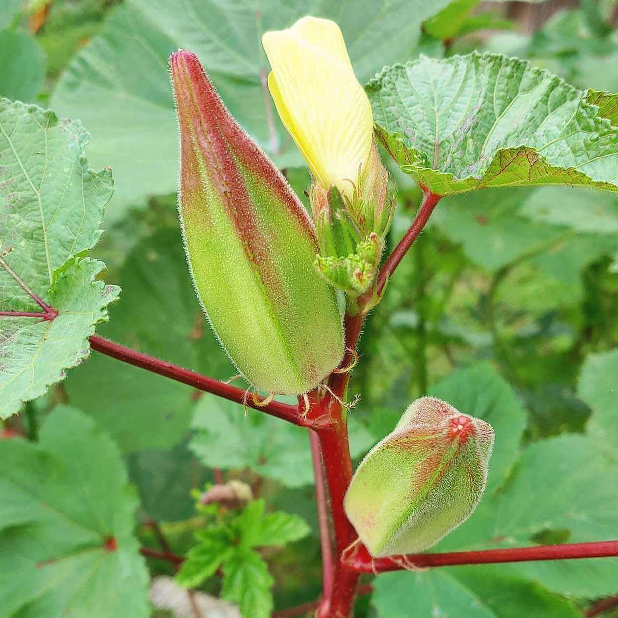 Hill Country Red Okra Seeds - Vegetable Plant