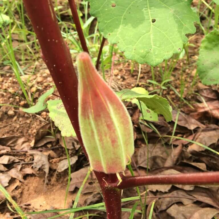 Hill Country Red Okra Seeds - Vegetable Plant
