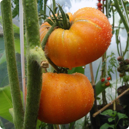 Hillbilly Tomato Seeds - Vegetable Plant