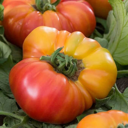 Hillbilly Tomato Seeds - Vegetable Plant