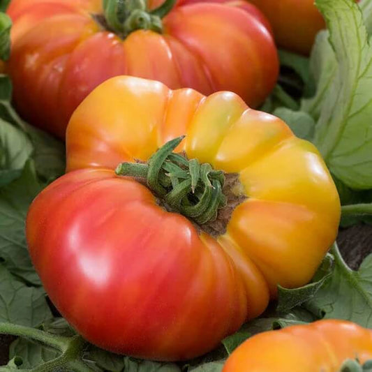 Hillbilly Tomato Seeds - Vegetable Plant