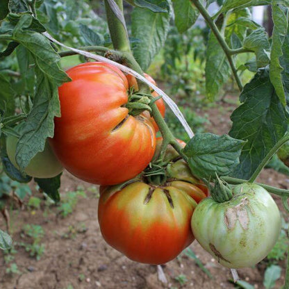 Hillbilly Tomato Seeds - Vegetable Plant
