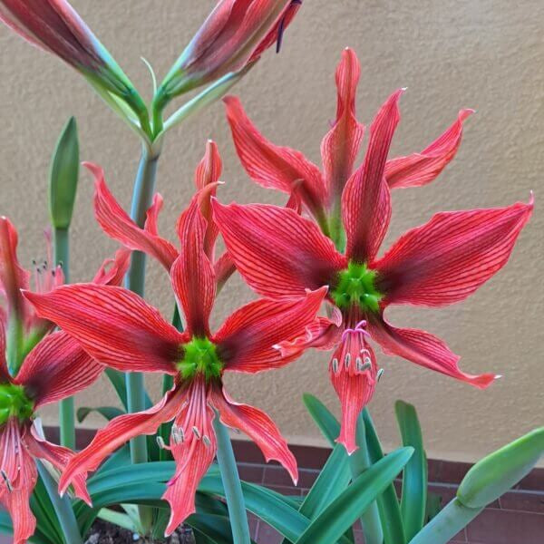 Hippeastrum Seeds