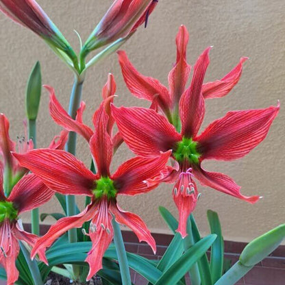 Hippeastrum Seeds