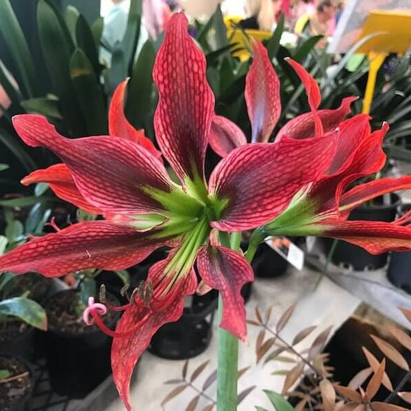 Hippeastrum Seeds