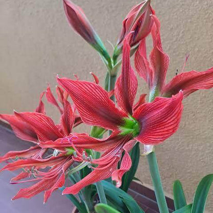 Hippeastrum Seeds