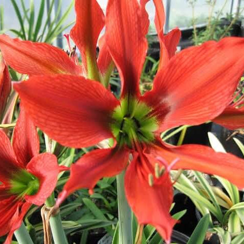Hippeastrum Seeds