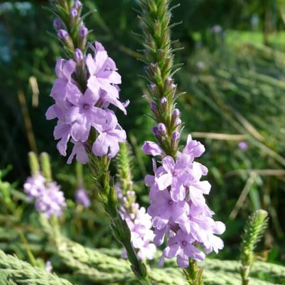 Hoary Vervain Seeds - Herbal Plant
