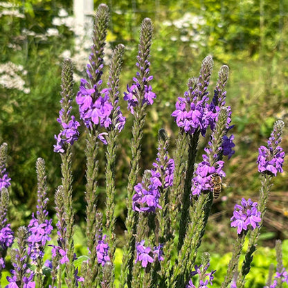 Hoary Vervain Seeds - Herbal Plant