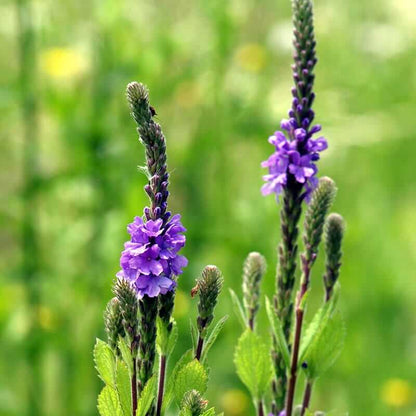 Hoary Vervain Seeds - Herbal Plant