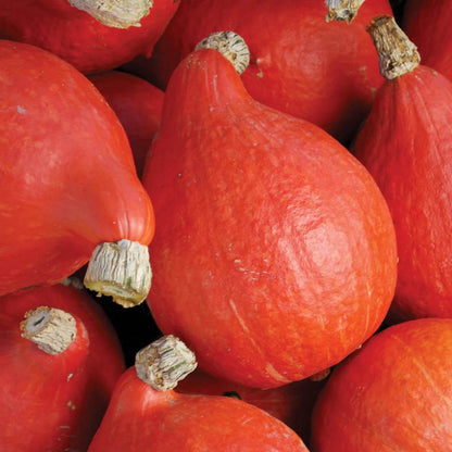 Hokkaido Red Kuri Pumpkin Seeds