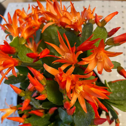 Holiday Bloom Christmas Cactus Seeds 