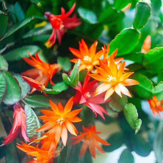 Holiday Bloom Christmas Cactus Seeds 