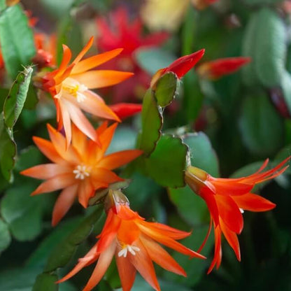 Holiday Bloom Christmas Cactus Seeds 