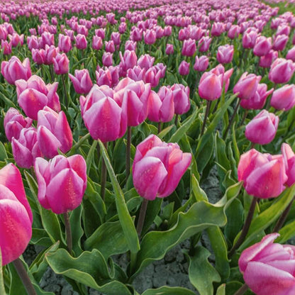 Holland Tulip Seeds