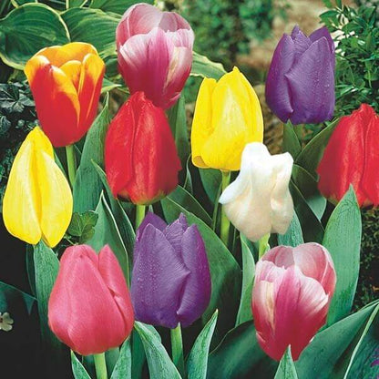 Holland Tulip Seeds