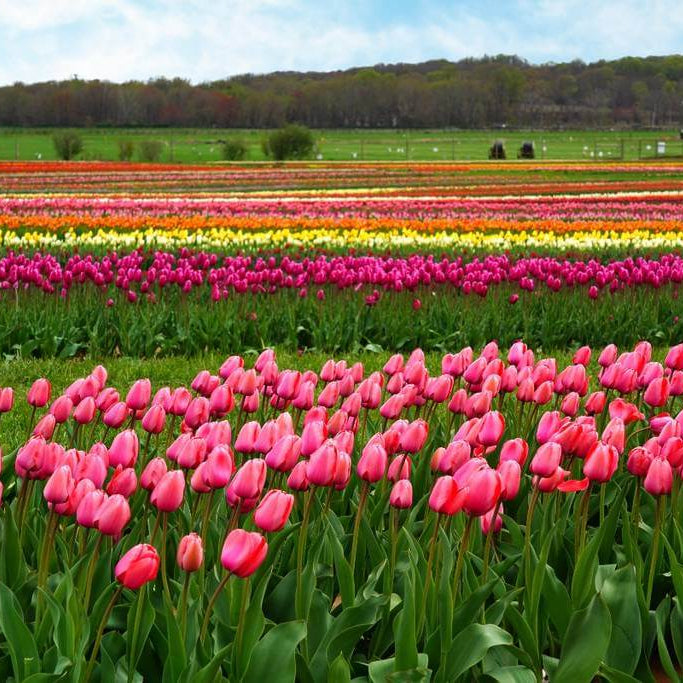 Holland Tulip Seeds